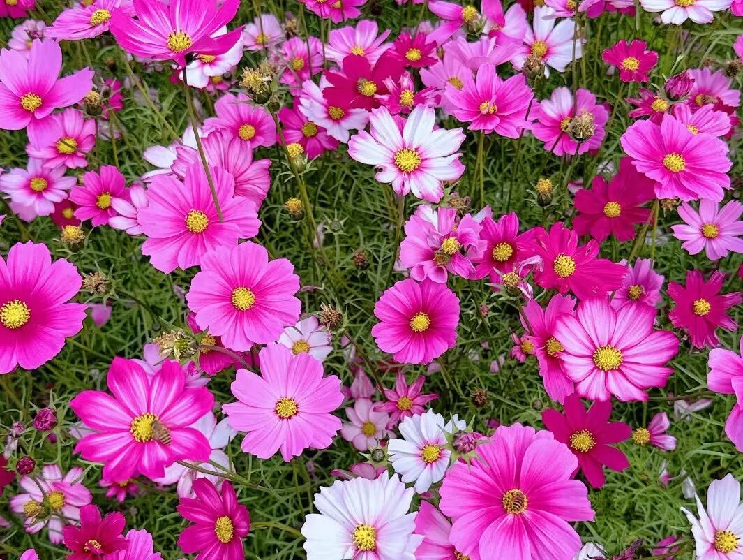 波斯菊