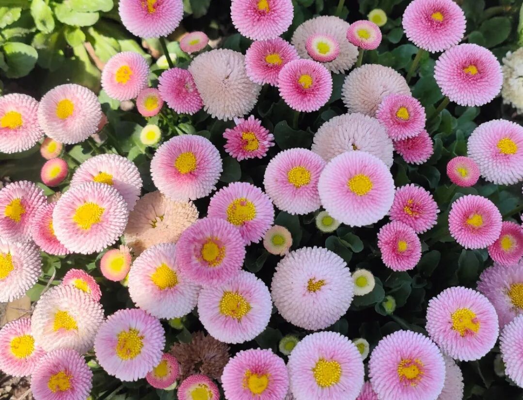 雏菊