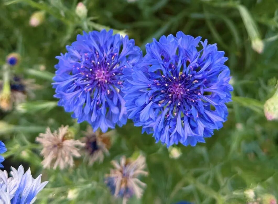 矢车菊